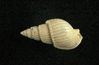 藏品(織紋螺)的圖片